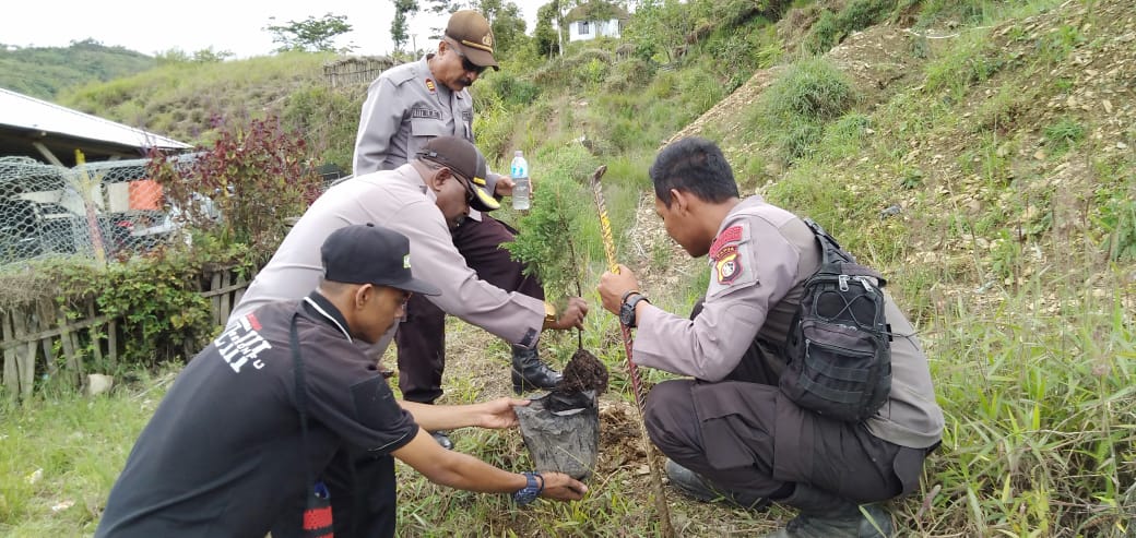 Polisi Go Green, 120 Bibit Pucuk Merah dan Cemara di Tanam Polres Tolikara