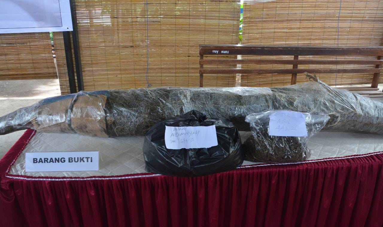 Penemuan Ladang Ganja di Keerom, PemiliknyaTerancam 20 Tahun Penjara