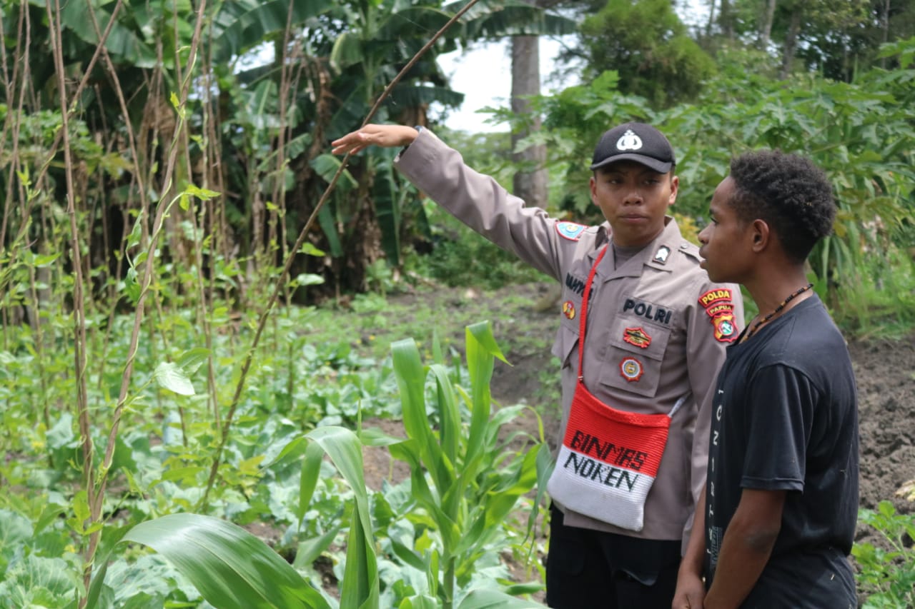 Program KASUARI Terus Dampingi Petani Binaan di Jayawijaya