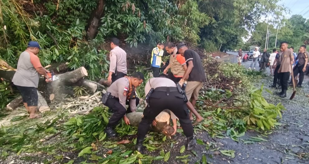 Hujan Deras, Pohon Tumbang di Jayapura Timpa 2 Motor