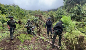 TNI Temukan Empat Kebun Ganja di Pegunungan Bintang, 297 Pohon Dimusnakan