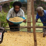 Cerita Moses Yigibalom dari Lanny Jaya, Bangun Peradaban Kopi Bersama PLN 