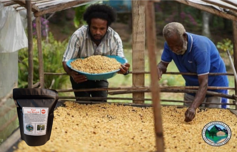 Cerita Moses Yigibalom dari Lanny Jaya, Bangun Peradaban Kopi Bersama PLN 