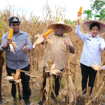 Panen Raya Jagung di Keerom, Gubernur Fakhiri: Sektor Pertanian Siap Menjadi Pilar Perekonomian di Papua