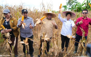 Panen Raya Jagung di Keerom, Gubernur Fakhiri: Sektor Pertanian Siap Menjadi Pilar Perekonomian di Papua