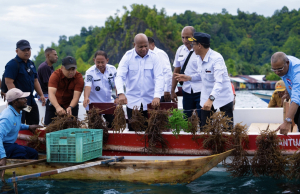Kunjungi Budidaya Rumput Laut di Yapen, Gubernur Fakhiri Siap Bangun Pabrik Hingga Pasar untuk Petani