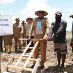Tanam Padi di Senggi, Gubernur MDF Pastikan Hasil Panen Petani Dibeli
