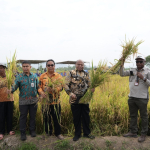 6500 Hektare Sawah Dibuka, Gubernur MDF Optimis Papua Swasembada Beras di Tahun 2028