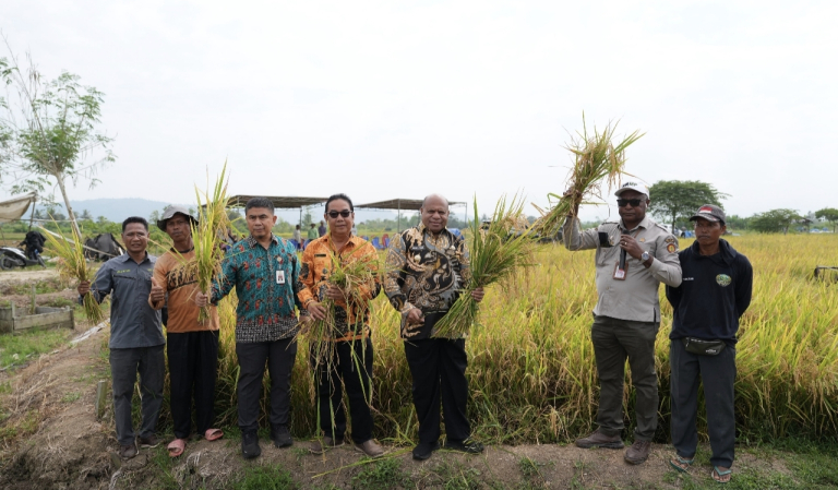 6500 Hektare Sawah Dibuka, Gubernur MDF Optimis Papua Swasembada Beras di Tahun 2028